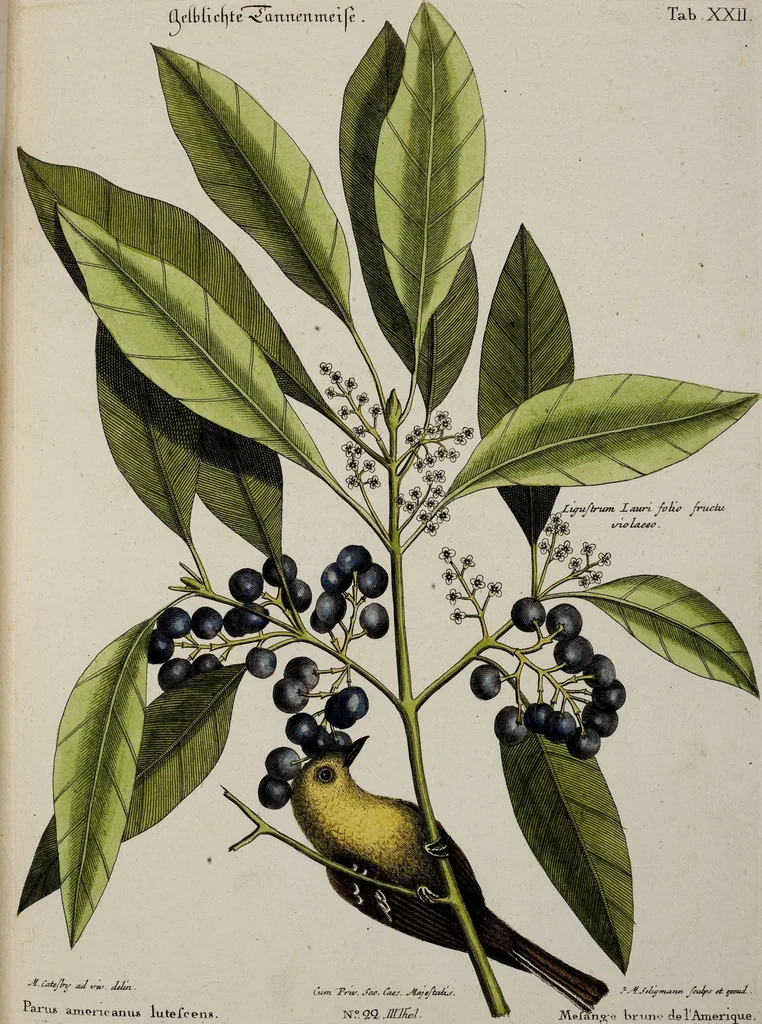 An illustration from (Band 3), 1753, leaf 110