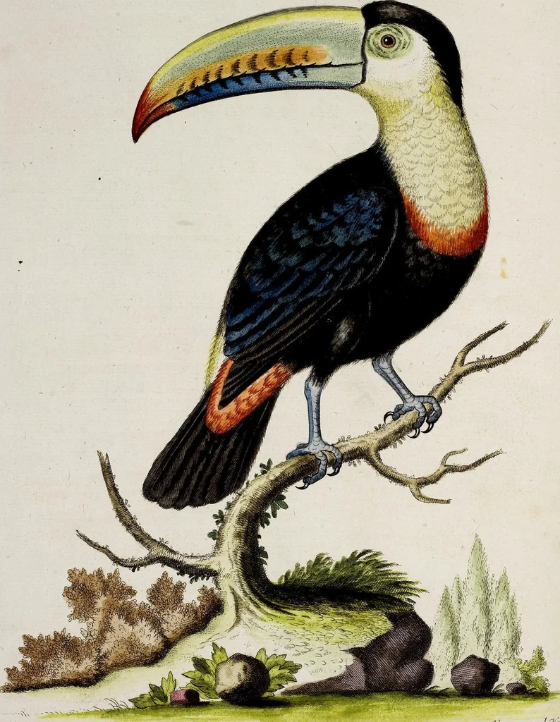 An illustration from (Band 3), 1753, leaf 111