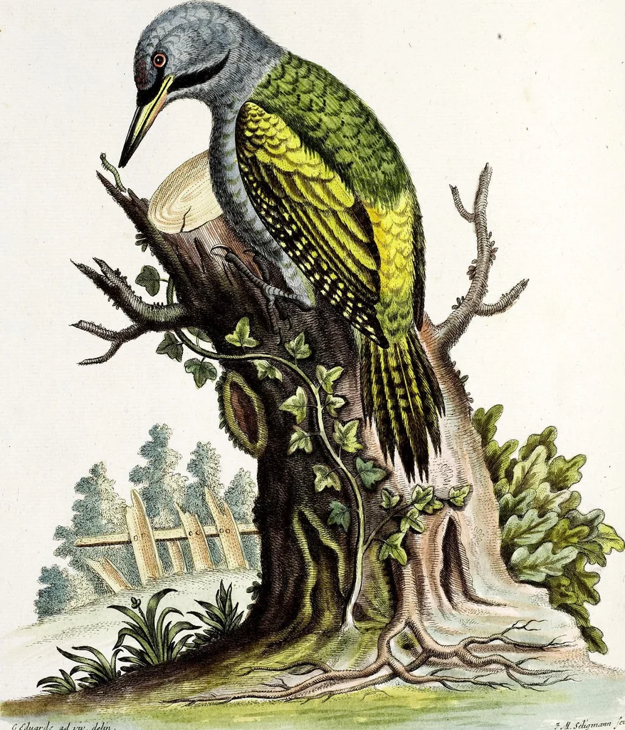 An illustration from (Band 3), 1753, leaf 115