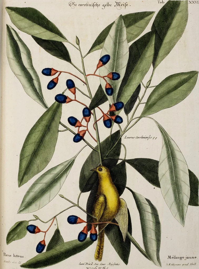 An illustration from (Band 3), 1753, leaf 118