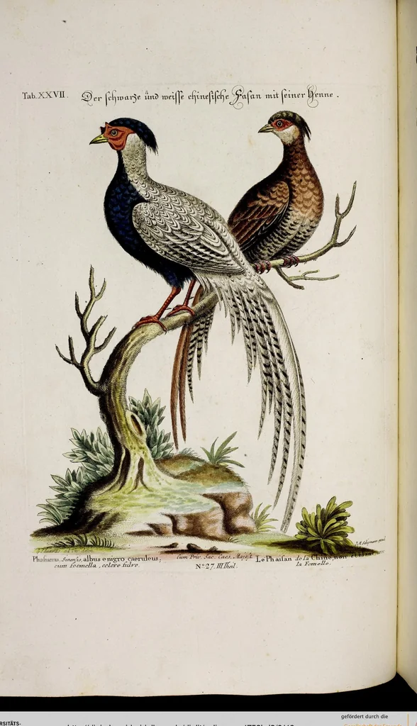 An illustration from (Band 3), 1753, leaf 119