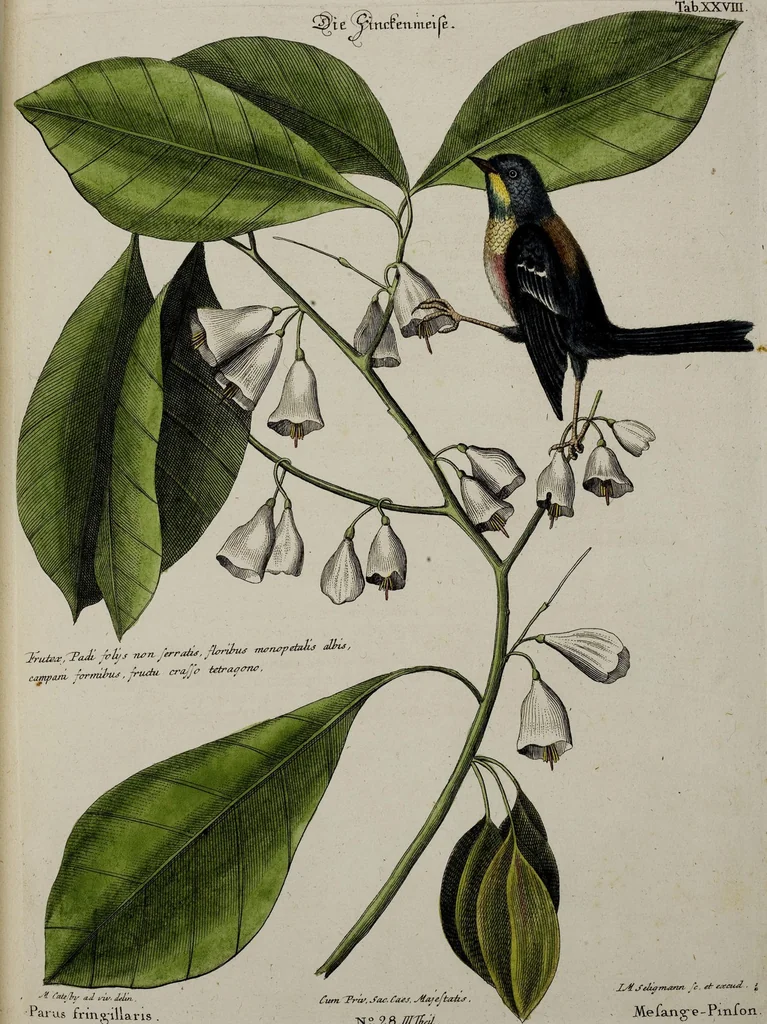 An illustration from (Band 3), 1753, leaf 122