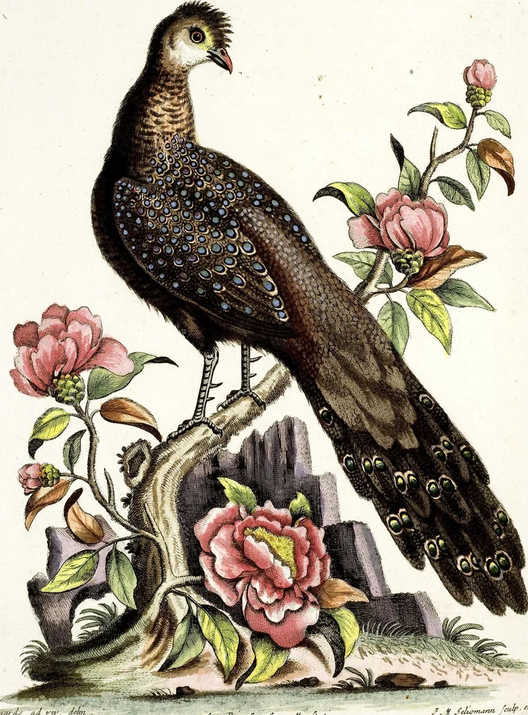 An illustration from (Band 3), 1753, leaf 123