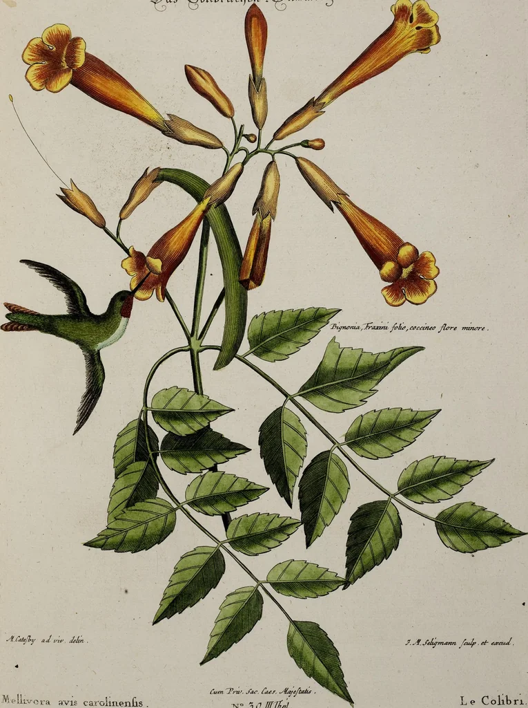 An illustration from (Band 3), 1753, leaf 126