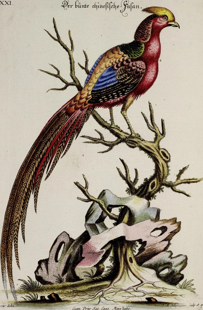 An illustration from (Band 3), 1753, leaf 127