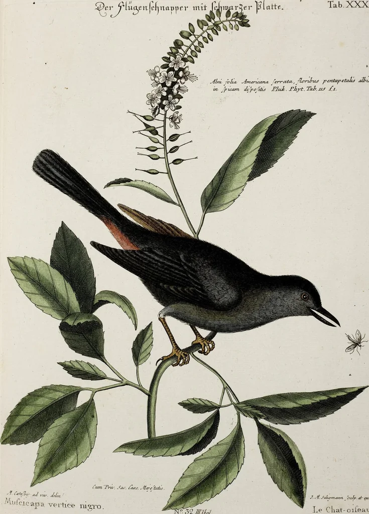An illustration from (Band 3), 1753, leaf 130