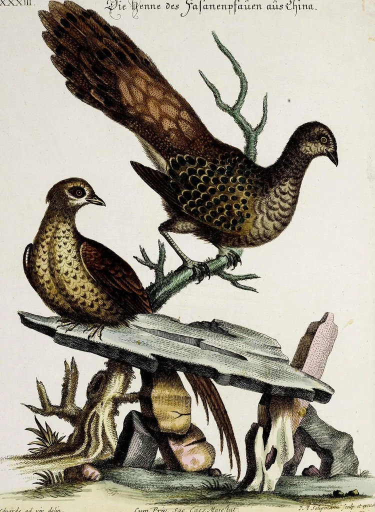 An illustration from (Band 3), 1753, leaf 131