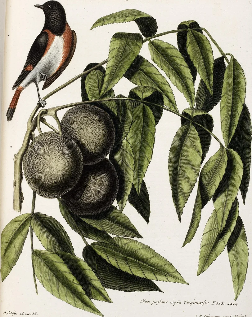 An illustration from (Band 3), 1753, leaf 134