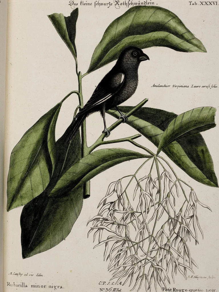 An illustration from (Band 3), 1753, leaf 138