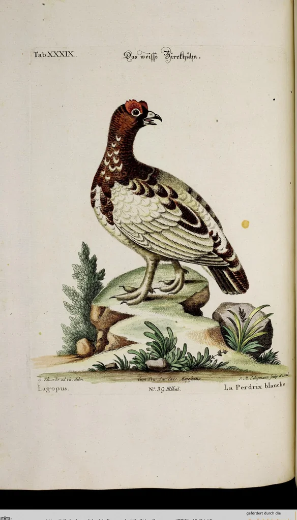 An illustration from (Band 3), 1753, leaf 143