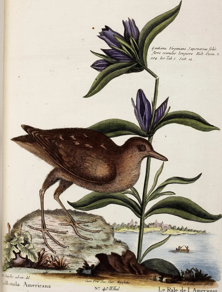 An illustration from (Band 3), 1753, leaf 146