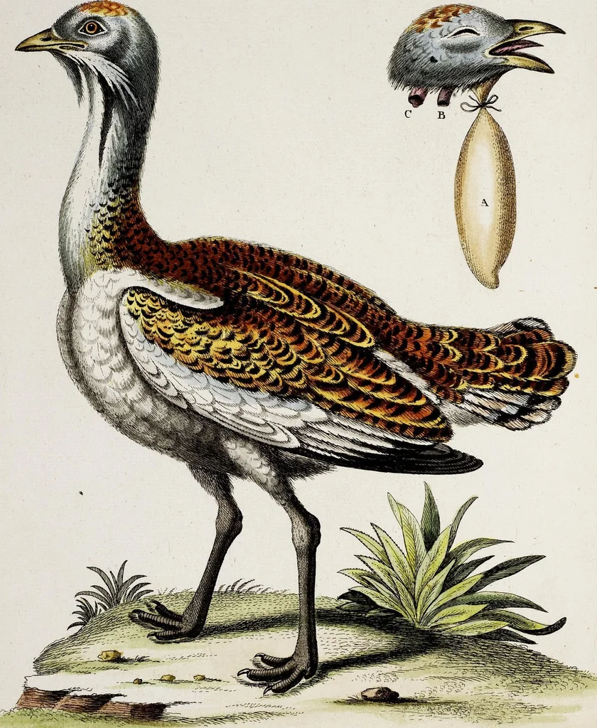 An illustration from (Band 3), 1753, leaf 147
