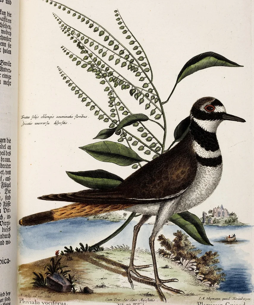 An illustration from (Band 3), 1753, leaf 150