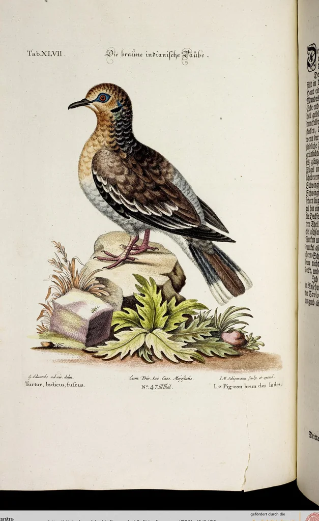 An illustration from (Band 3), 1753, leaf 159