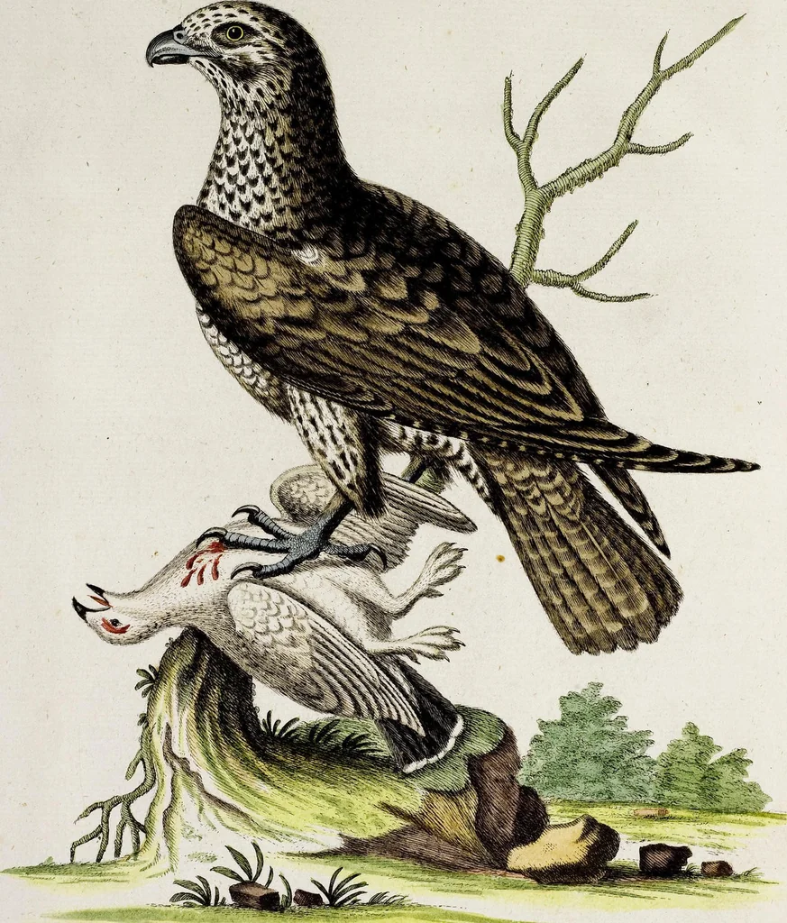 An illustration from (Band 3), 1753, leaf 67