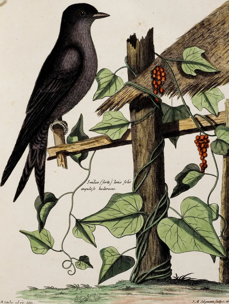 An illustration from (Band 3), 1753, leaf 70