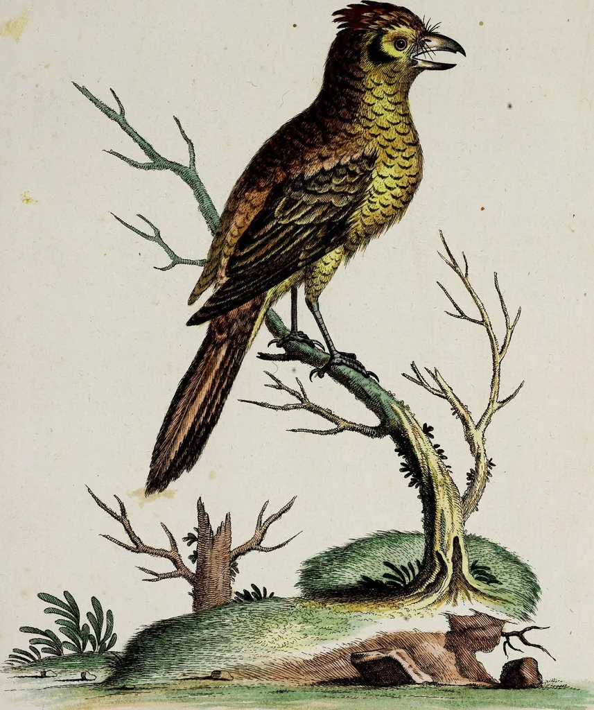 An illustration from (Band 3), 1753, leaf 71
