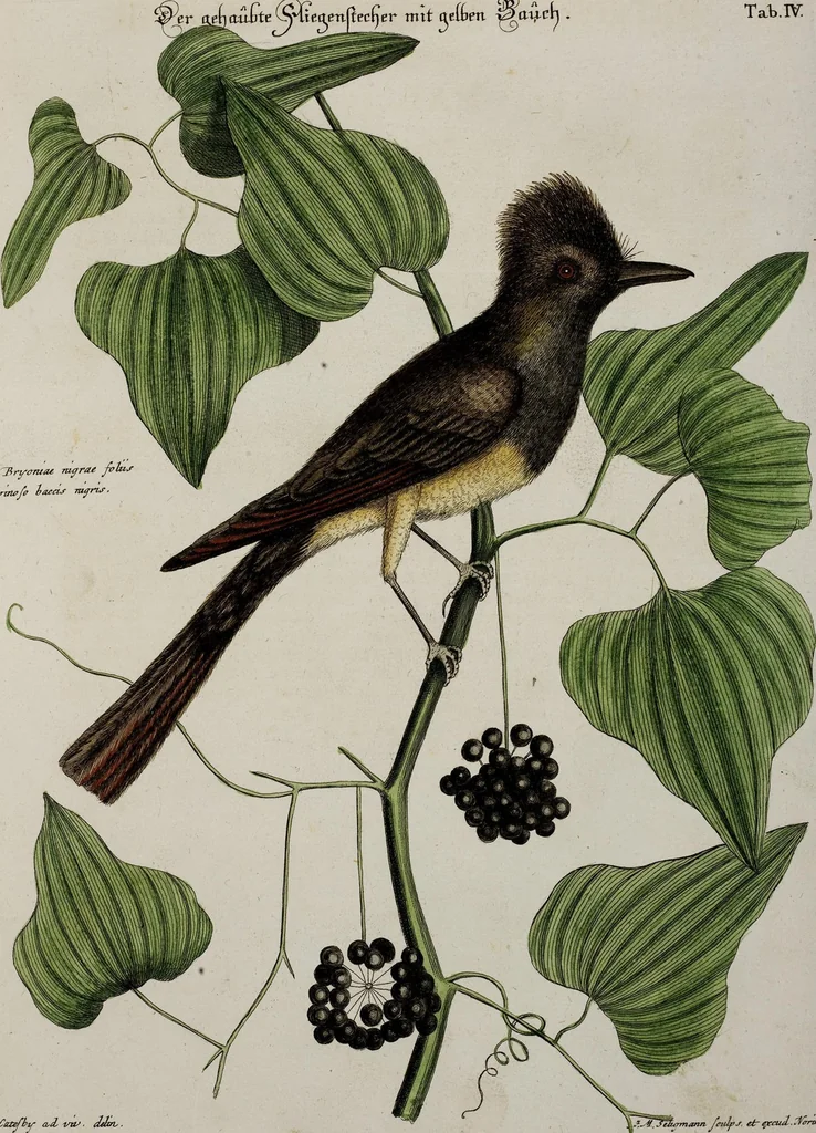 An illustration from (Band 3), 1753, leaf 74