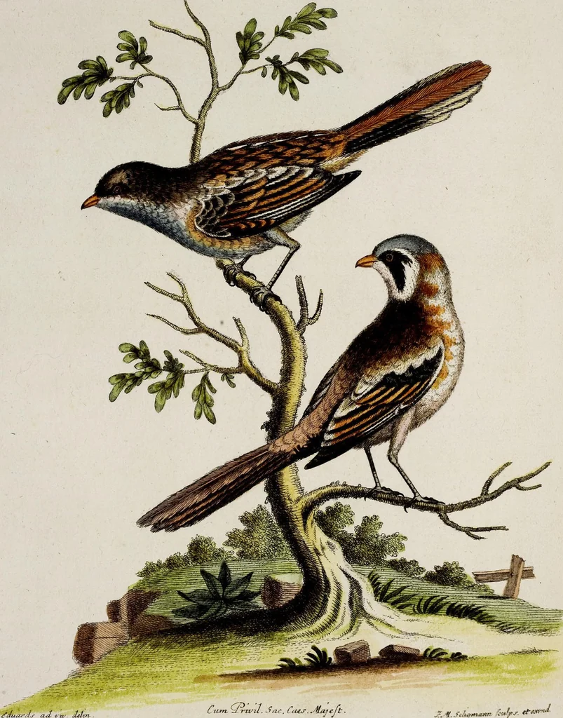 An illustration from (Band 3), 1753, leaf 75