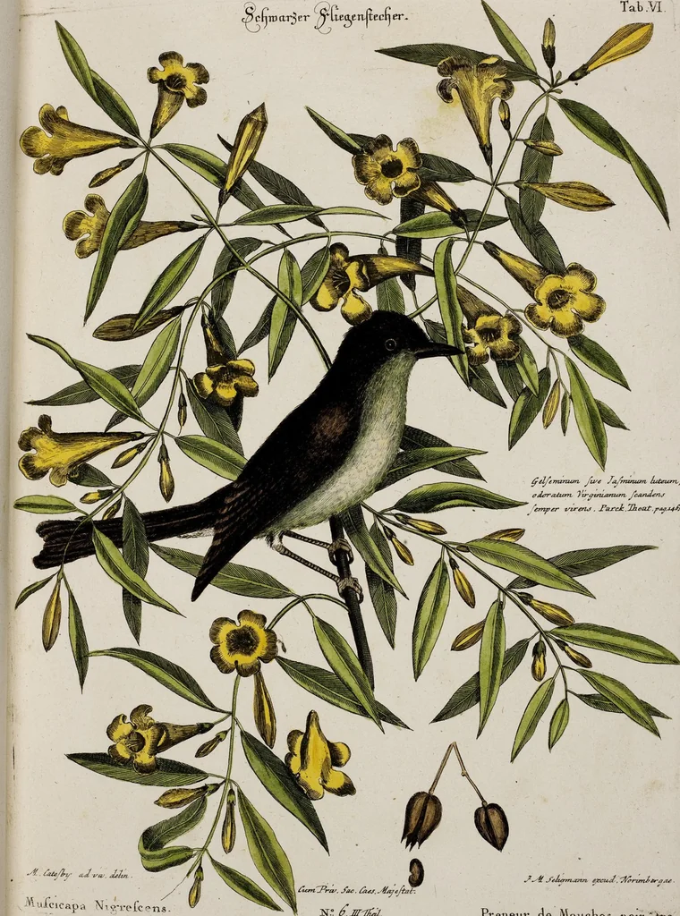 An illustration from (Band 3), 1753, leaf 78
