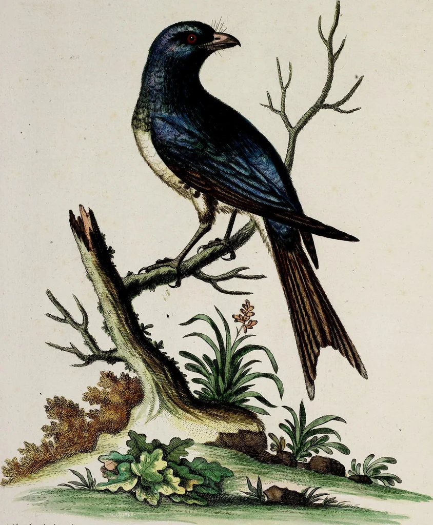 An illustration from (Band 3), 1753, leaf 79
