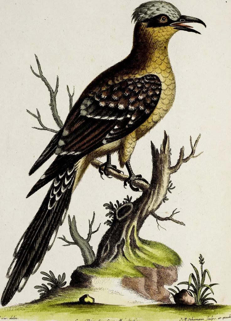 An illustration from (Band 3), 1753, leaf 83