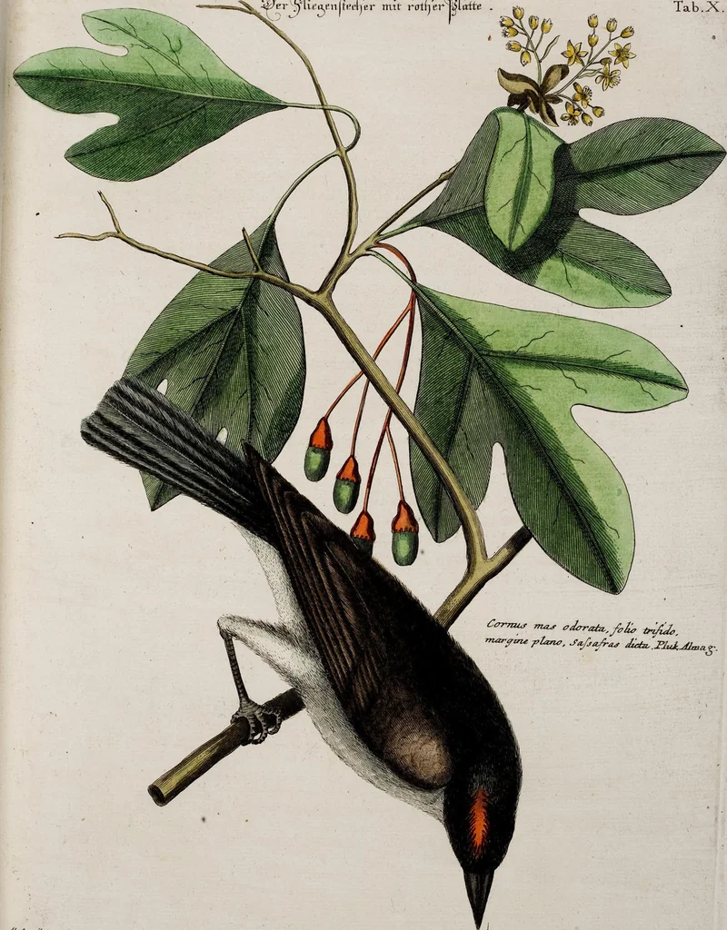 An illustration from (Band 3), 1753, leaf 86