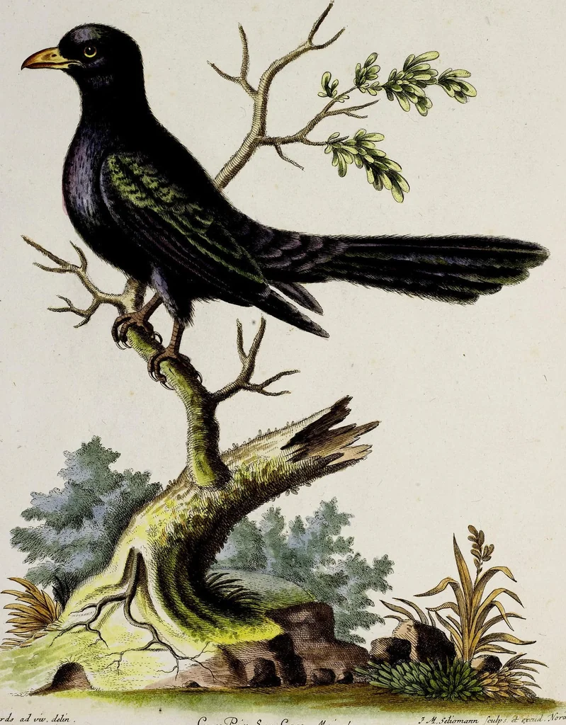 An illustration from (Band 3), 1753, leaf 87