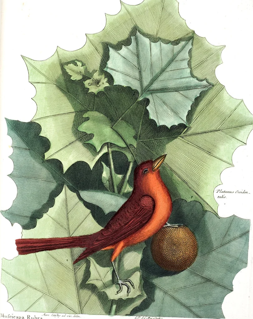 An illustration from (Band 3), 1753, leaf 90