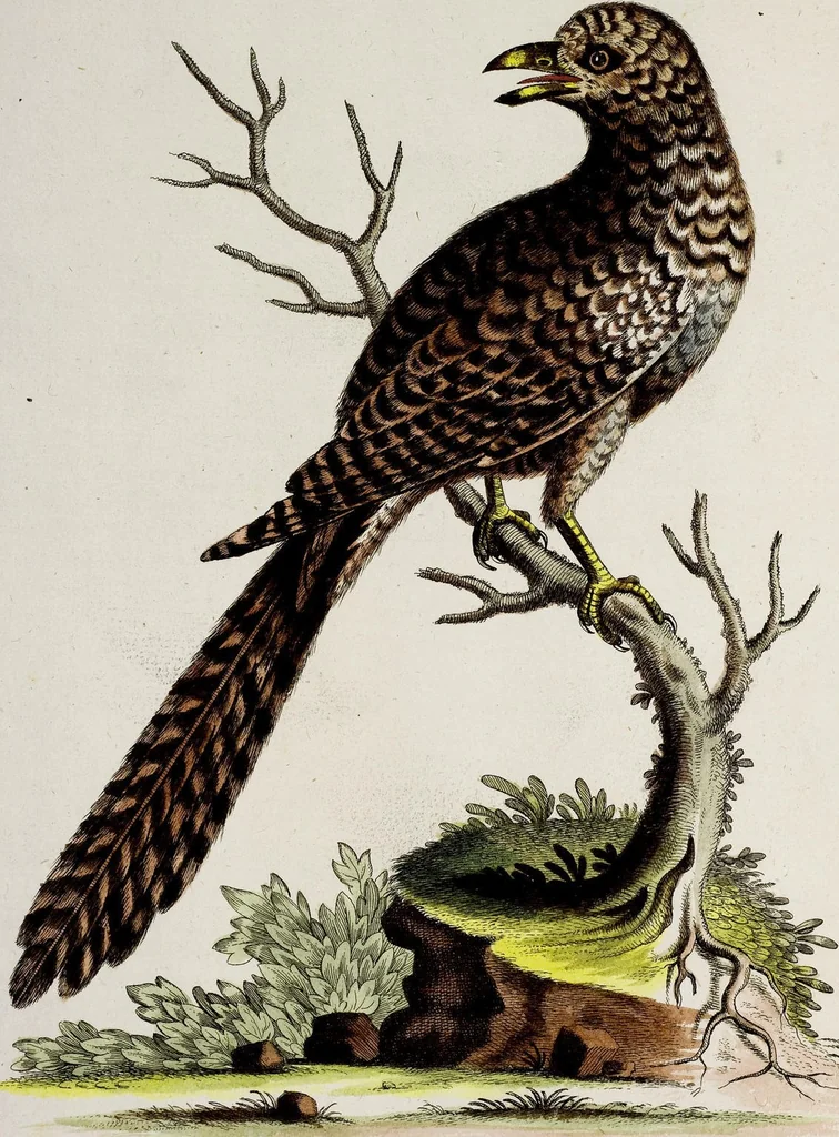 An illustration from (Band 3), 1753, leaf 91