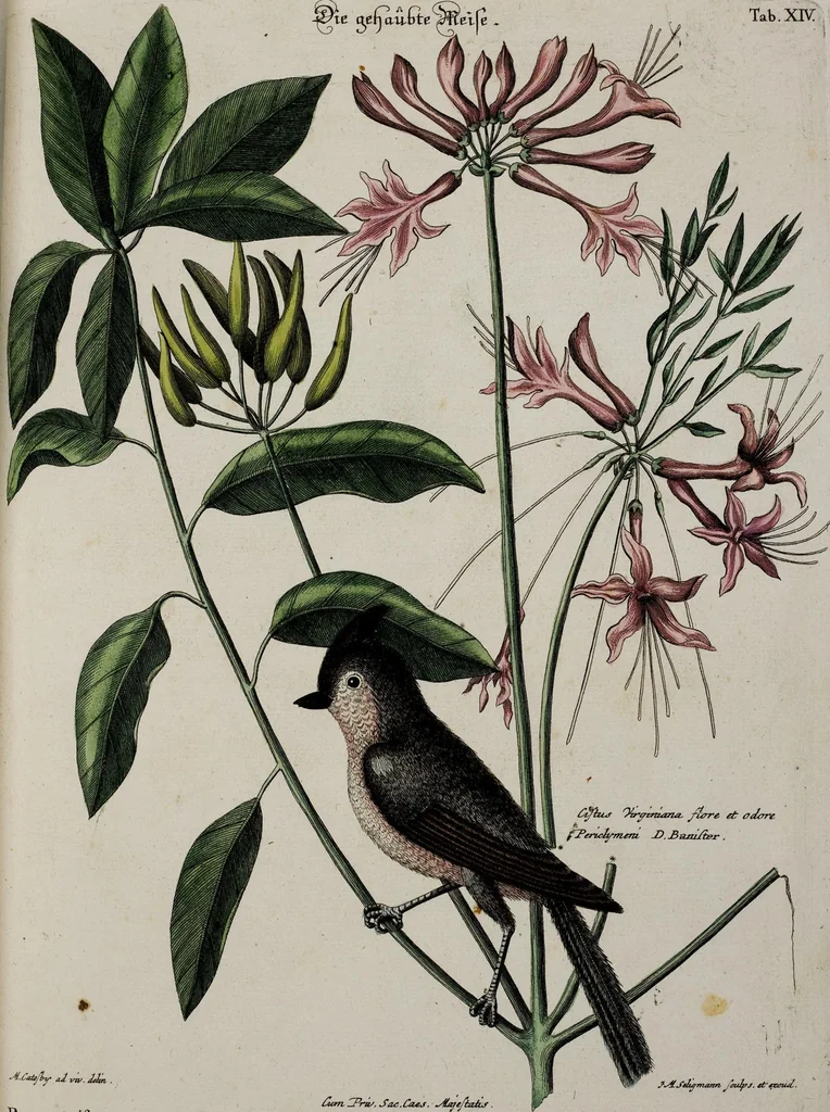 An illustration from (Band 3), 1753, leaf 94
