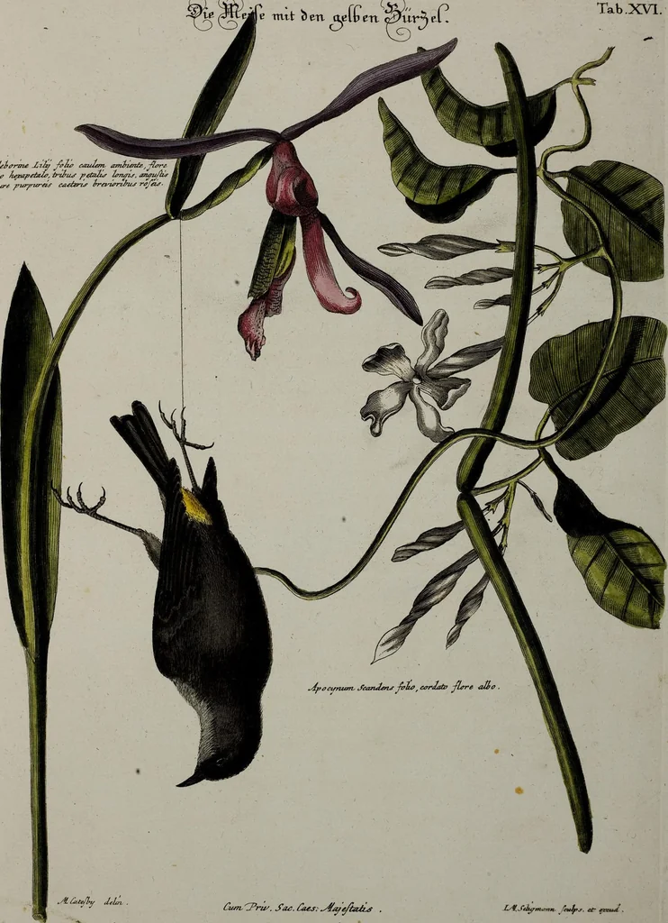 An illustration from (Band 3), 1753, leaf 98