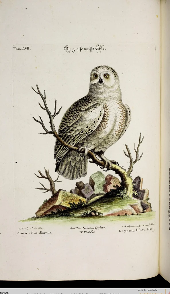 An illustration from (Band 3), 1753, leaf 99