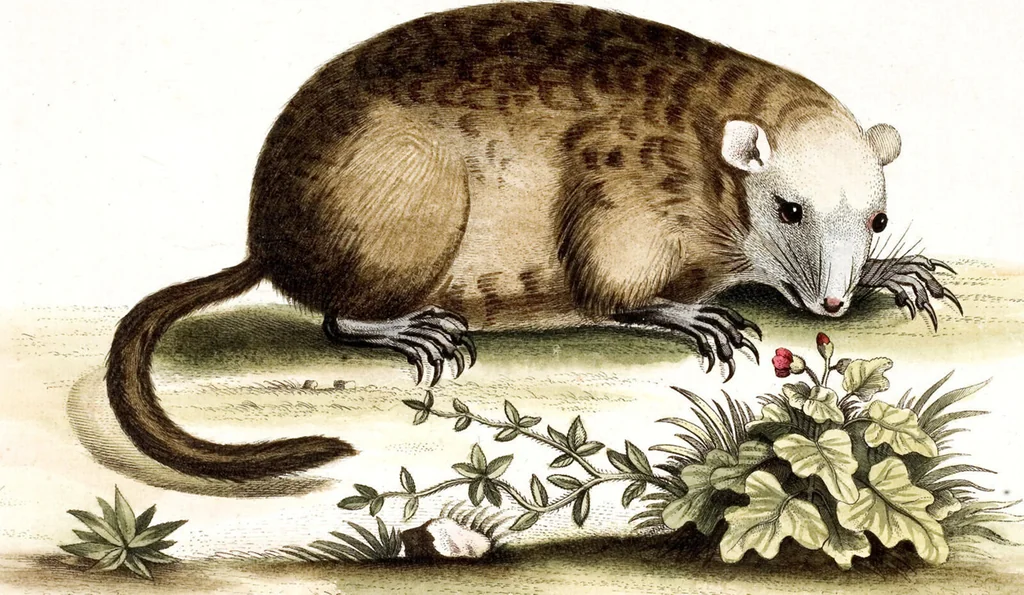 An illustration from (Band 4), 1755, leaf 105