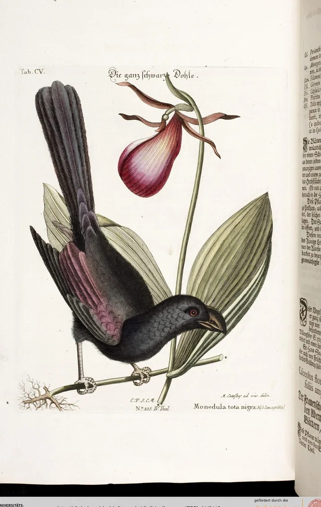 An illustration from (Band 4), 1755, leaf 110