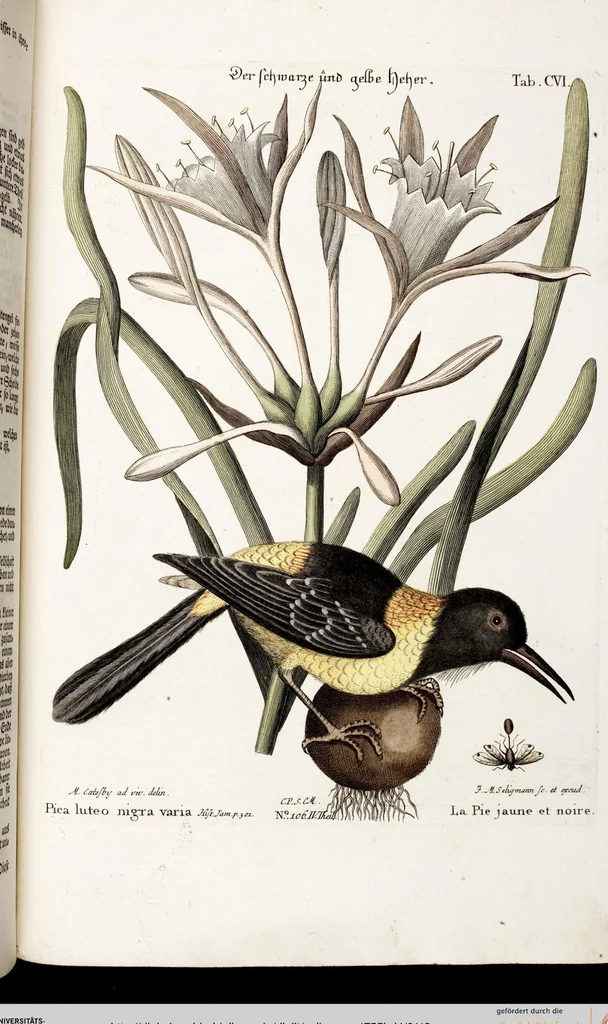 An illustration from (Band 4), 1755, leaf 113