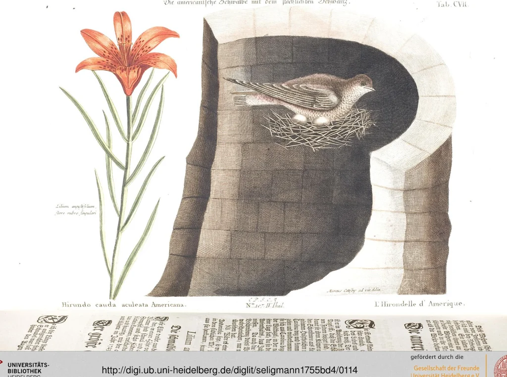An illustration from (Band 4), 1755, leaf 114