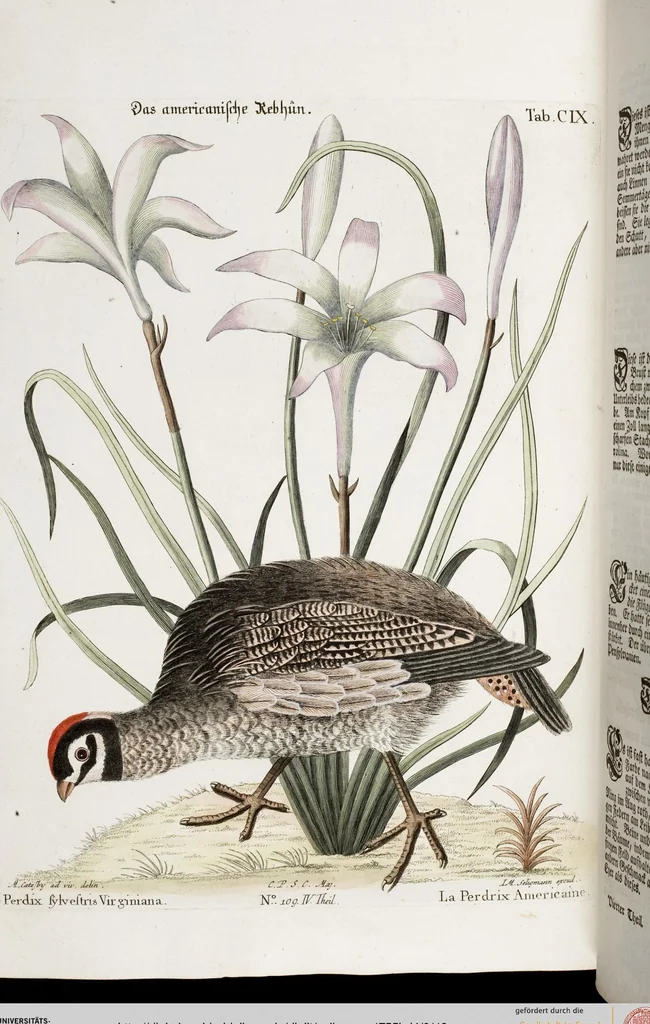 An illustration from (Band 4), 1755, leaf 118