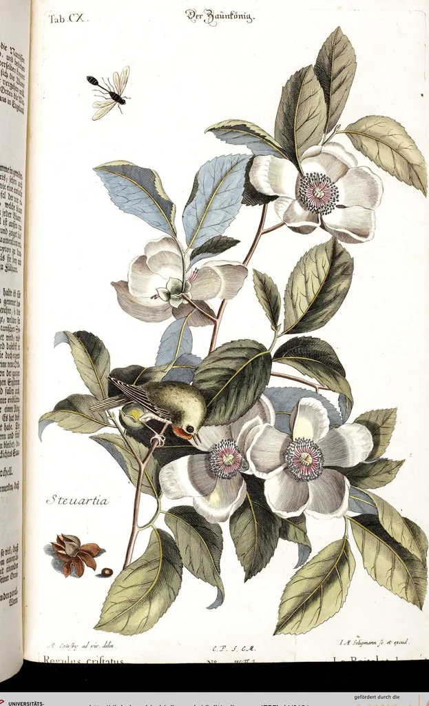 An illustration from (Band 4), 1755, leaf 121