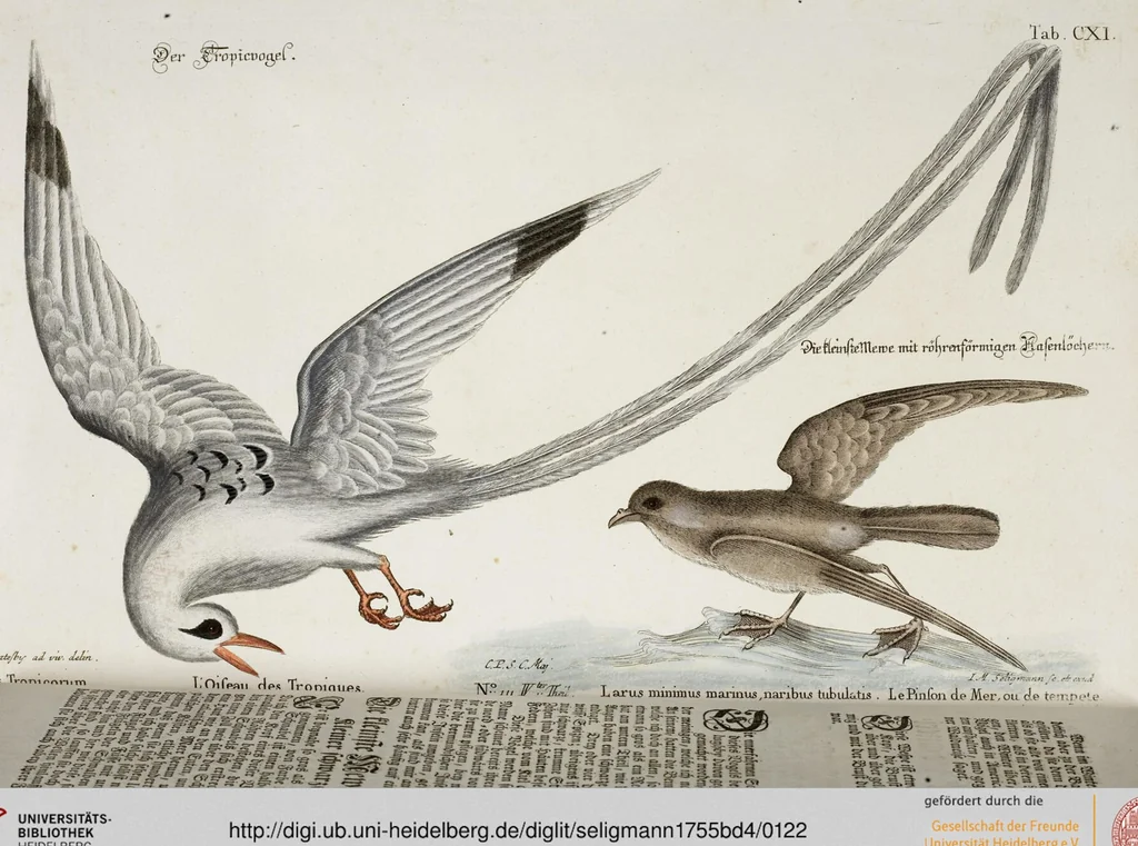 An illustration from (Band 4), 1755, leaf 122