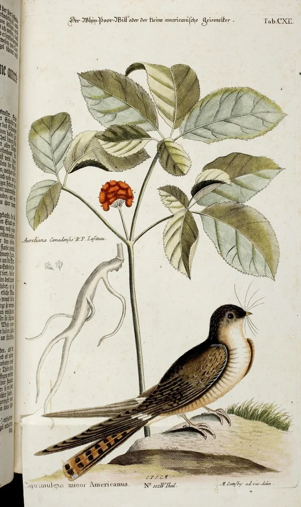 An illustration from (Band 4), 1755, leaf 125