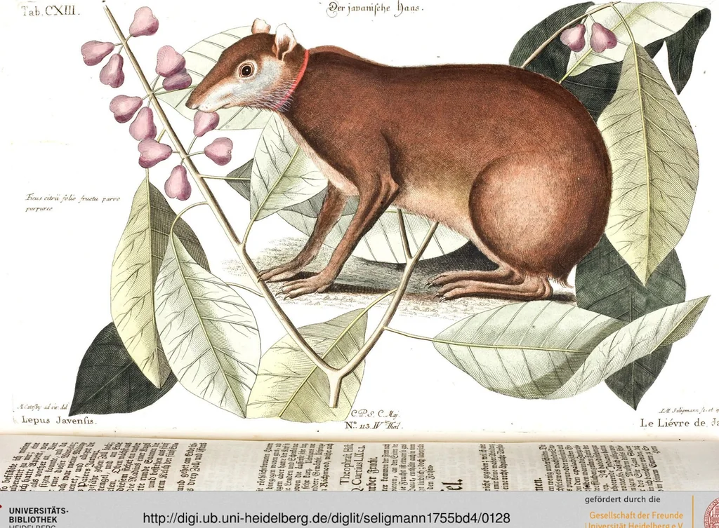 An illustration from (Band 4), 1755, leaf 128