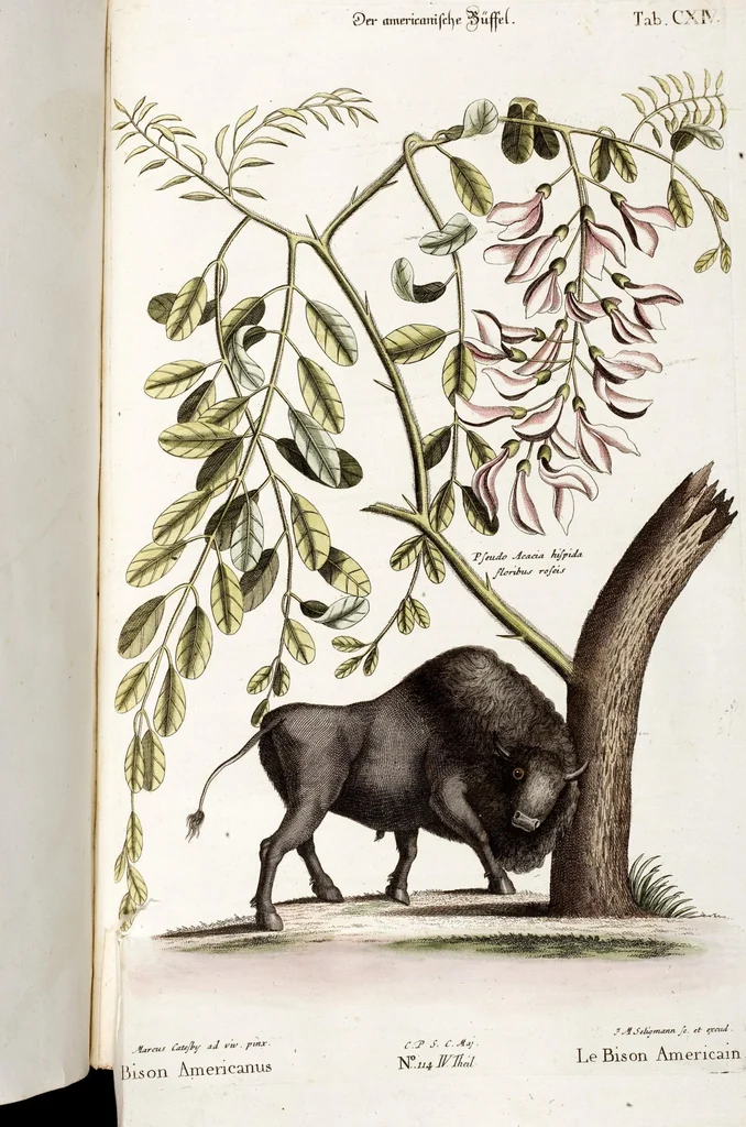 An illustration from (Band 4), 1755, leaf 129