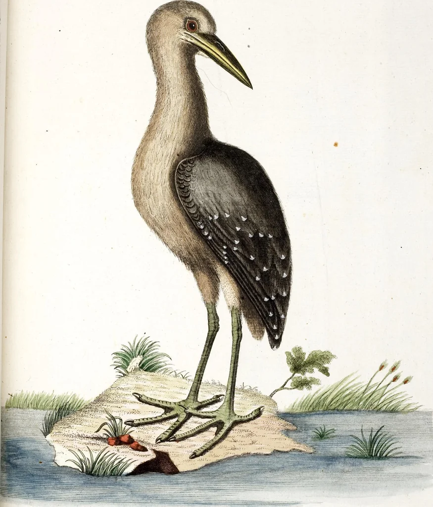 An illustration from (Band 4), 1755, leaf 13