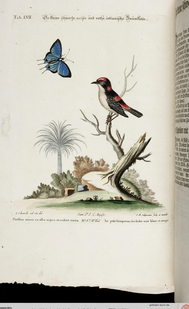 An illustration from (Band 4), 1755, leaf 14