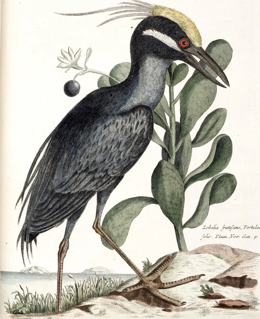 An illustration from (Band 4), 1755, leaf 17
