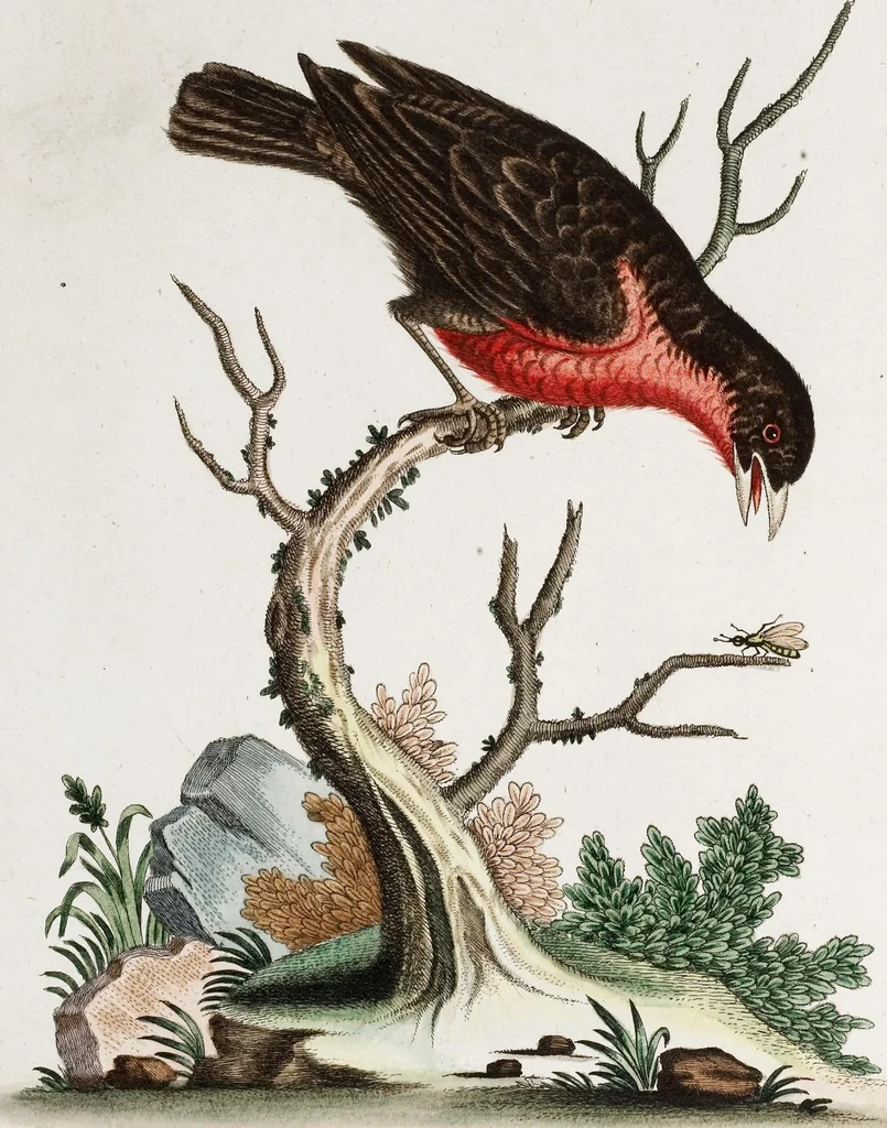 An illustration from (Band 4), 1755, leaf 18