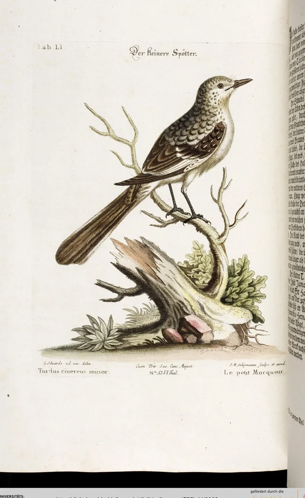 An illustration from (Band 4), 1755, leaf 2