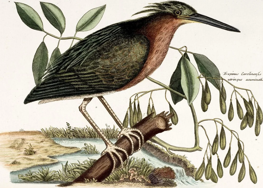 An illustration from (Band 4), 1755, leaf 21