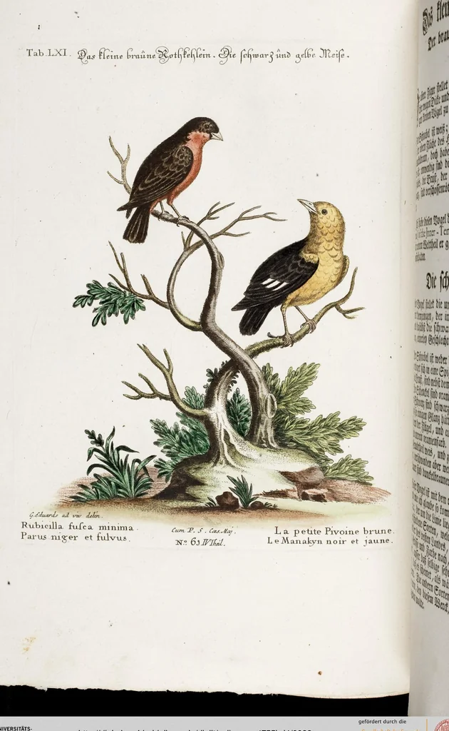 An illustration from (Band 4), 1755, leaf 22